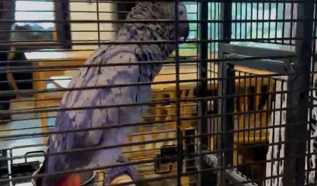 Kaçak yollarla getirilen egzotik hayvanlar muhafazaya alındı