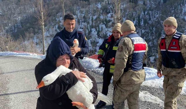 Kaybolan kazları ekipler buldu