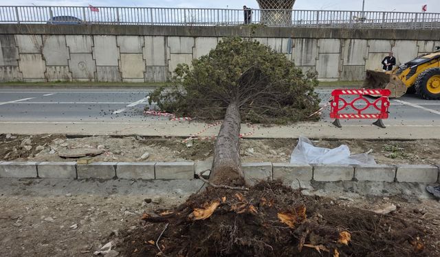 Rize'de fırtına; yol kenarındaki ağaçlar devrildi