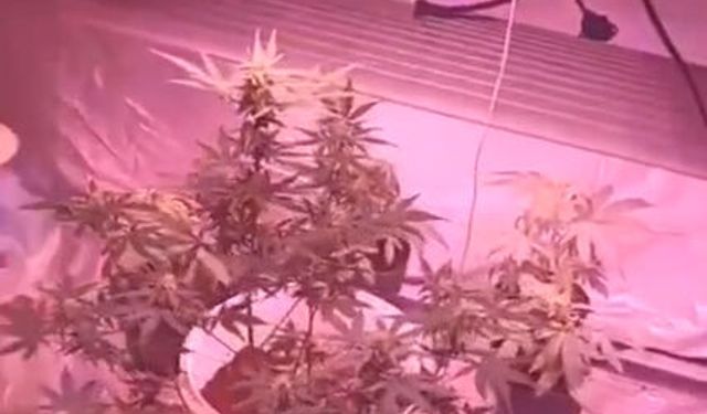 Evdeki 'kenevir serası'na jandarma baskını; 2 gözaltı