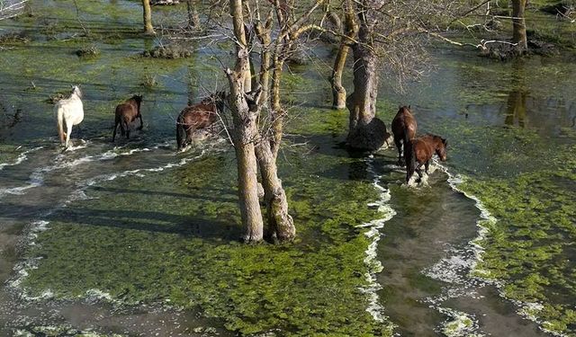 Kızılırmak Deltası'nda yılkı atları dronla görüntülendi