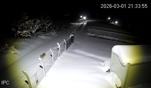 Ordu'da nesli tehlike altındaki vaşak kamerada
