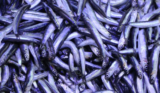 Ramazan ayı ve bayramda balık satışları düştü