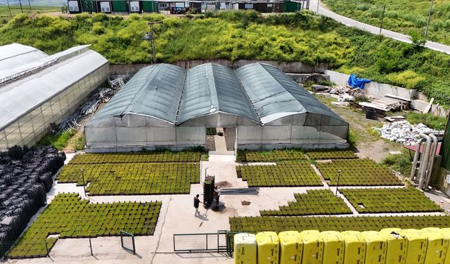 Samsun'da çöpten elde edilen ısıyla seralarda çiçek üretiliyor