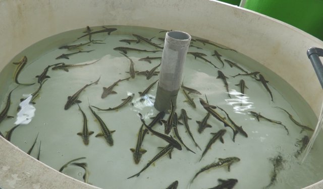 Amasya'da 8 bin cipli 'Mersin Balığı' Karadeniz'e bırakılacak