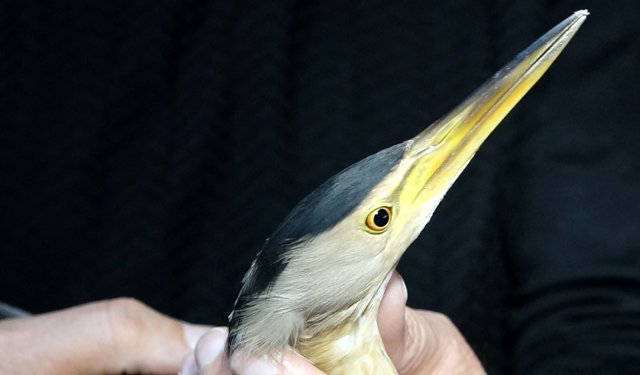 Dersteki teori bahçede pratiğe dönüştü; nesli tükenme tehlikesindeki kuşa öğrenci şefkati