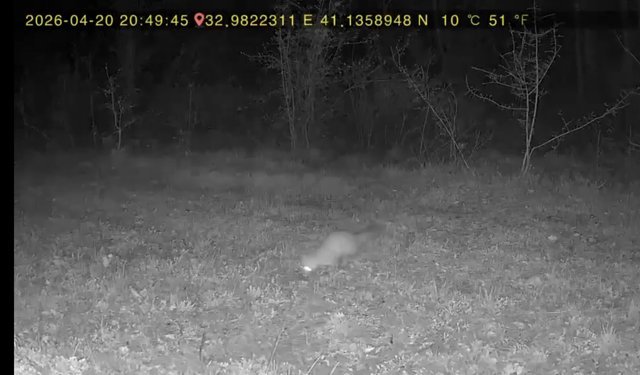 Evinin yakınındaki ormana fotokapan kurup, yaban hayatı görüntüledi