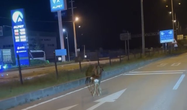 Hastane kavşağına çıkan karacalar kamerada