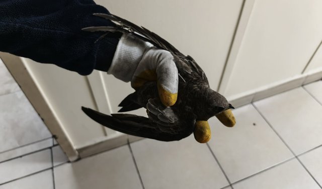 İpe dolanan ebabili kurtarmak için cadde trafiğe kapatıldı