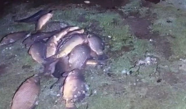 Kaçak avcıların attığı ağlara takılı balıklar göle bırakıldı