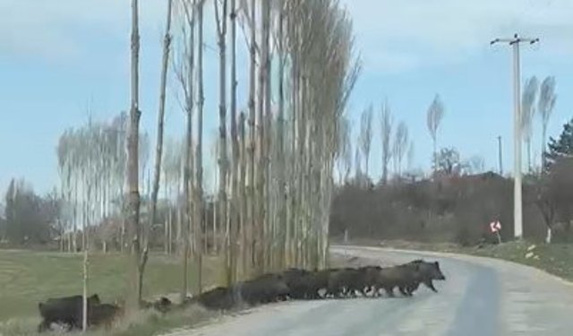 Tarlada gezen domuz sürüsü kamerada