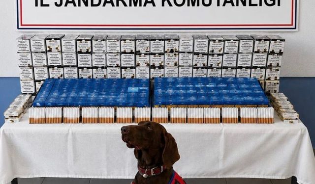 Bolu'da kaçak makaron operasyonu: 2 gözaltı