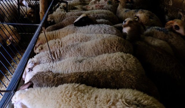 Bolu'daki kurban pazarlarında hareketlilik başladı