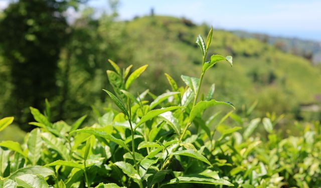 Karadeniz'de çay toplama ücretleri belirlendi