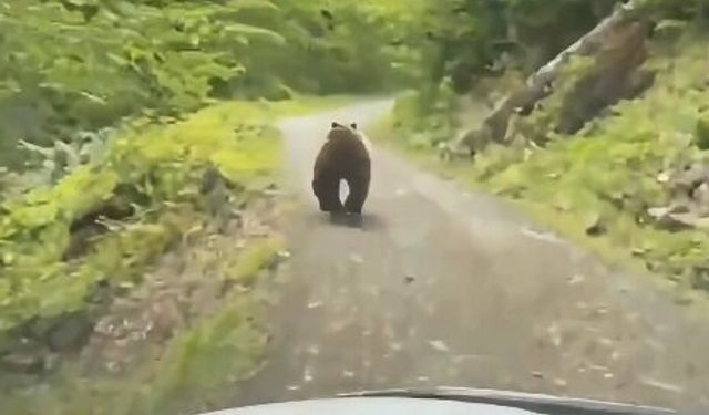 Köy yolundaki aracın önünden koşan bozayı kamerada