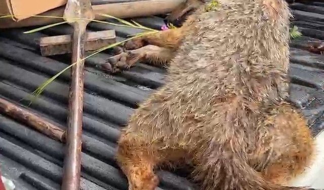 Öğretmenlerin bulduğu yaralı çakal tedaviye alındı