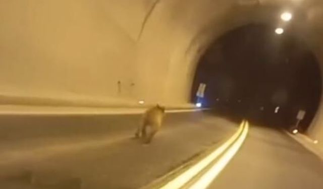 Tünele giren bozayı kamerada