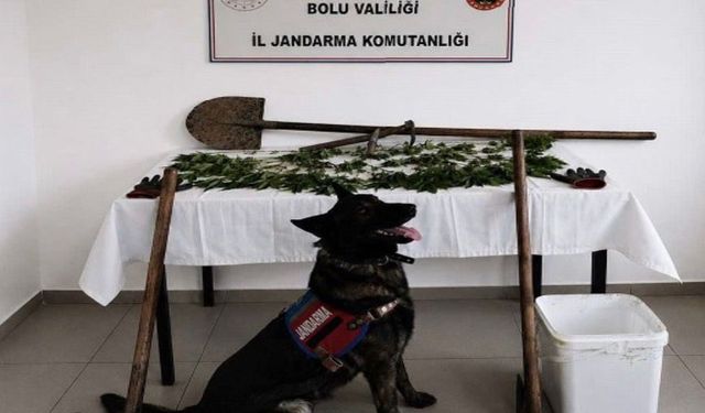 Kenevir eken şüpheli tutuklandı