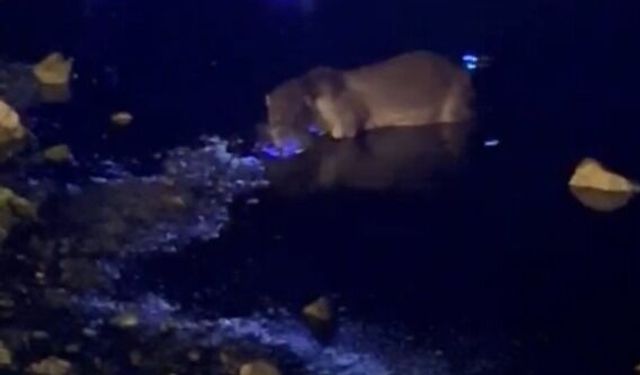 Yeniçağa Gölü'nde su samuru görüntülendi