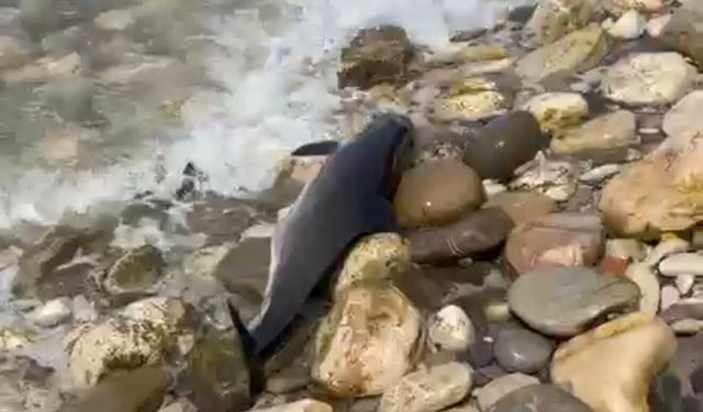 Bartın'da ölü yunus kıyıya vurdu