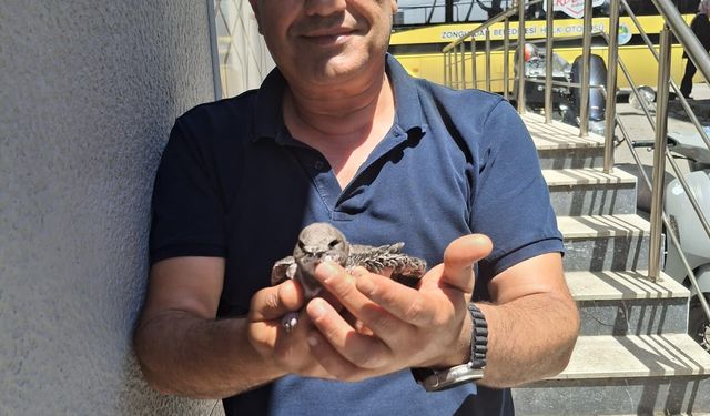 Bitkin halde bulduğu ebabil kuşunu besleyip ekiplere teslim etti