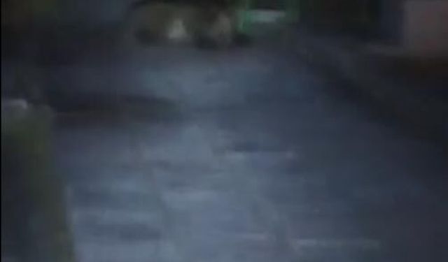 Çocuk parkında bozayı görüntülendi