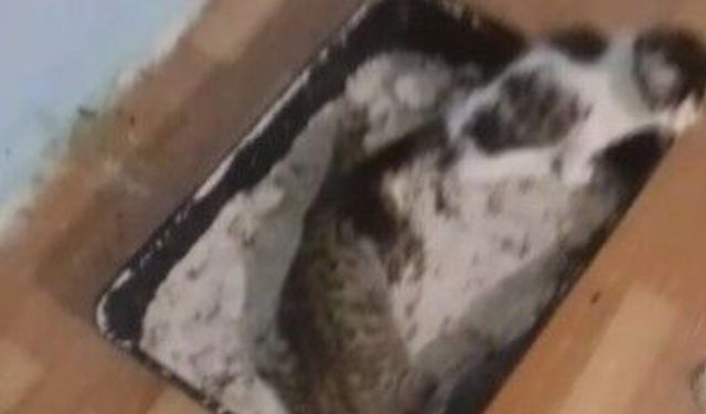 Evindeki 8 kedinin öldüğünü iddia etti, polis inceleme başlattı