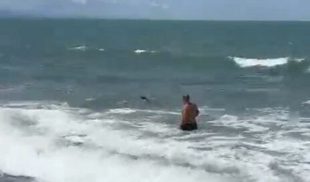 Karaya vuran yavru yunusu plajın güvenlik görevlisi kurtardı