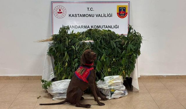 Kastamonu'da uyuşturucu operasyonları: 3 tutuklama