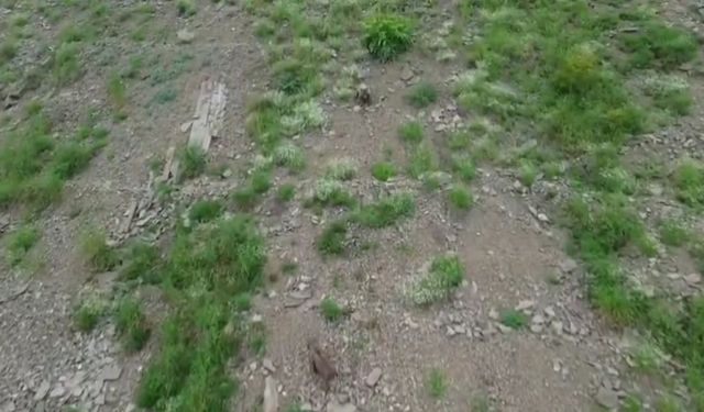 Kırsalda yiyecek arayan ayı, dronu fark edince kaçtı