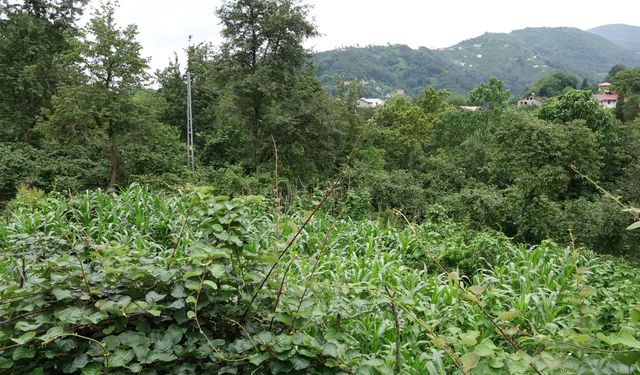Közde 150 yıllık lezzet; 'tenekede mısır ekmeği' tescil yolunda