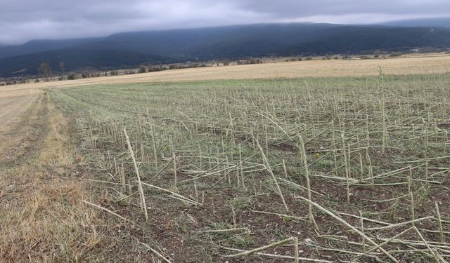 Samsun'da dolu afetinde 40 bin dekar tarım arazisi hasar gördü