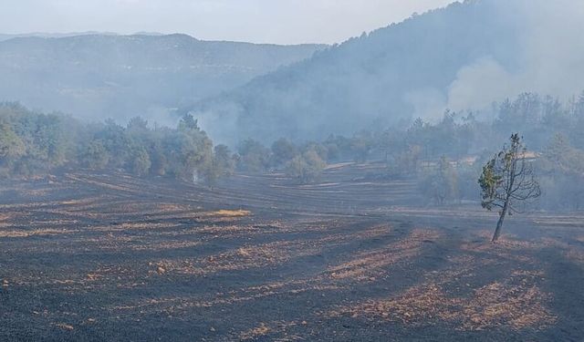Bolu Göynük'te orman yangını / Ek fotoğraflar