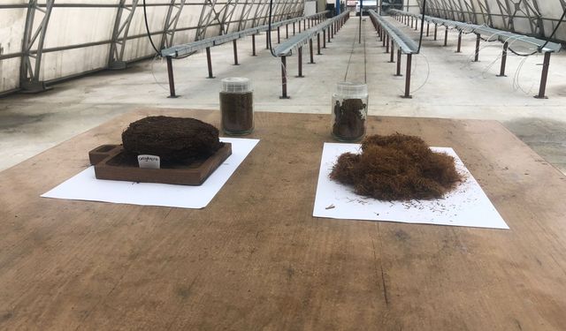 Çay atığı dövize dönüşecek; 'çaykopit'le üretimde ilk mahsuller alındı