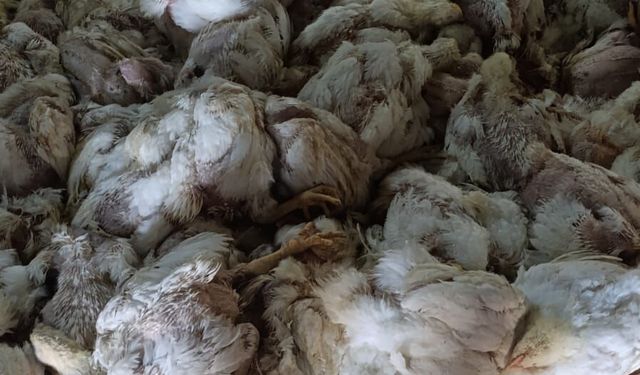 Çiftliğin havalandırması arızalanınca 4 bin tavuk öldü