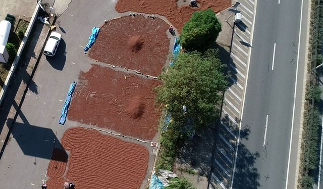 Sahil yolu kenarında fındık kurutma mesaisi / Ek fotoğraflar