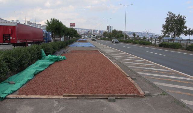 Sahil yolu kenarında fındık kurutma mesaisi