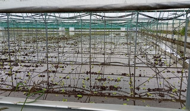 Samsun'da sağanak sonrası tarım arazileri su altında kaldı