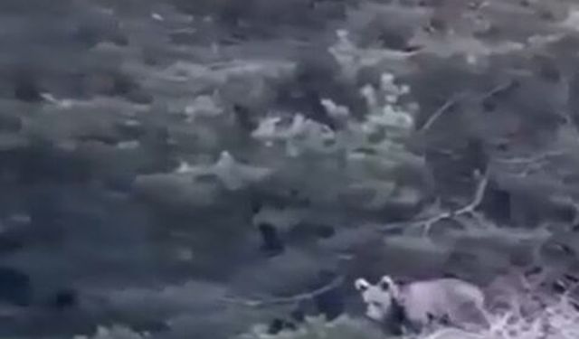 Tokat'ta çoban, karşılaştığı yavru ayıyı görüntüledi