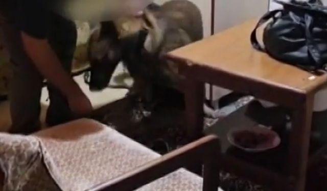 Bartın merkezli 3 ilde operasyon; 26 gözaltı