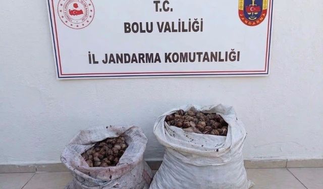 İzin belgesiz 60 kilo salyangoz ele geçirildi