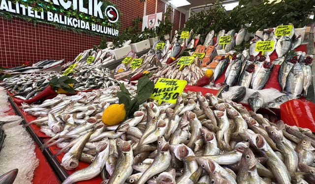 Karadeniz'de palamut bolluğu