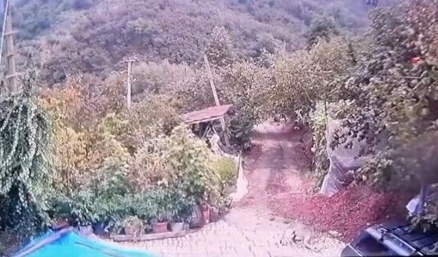 Kurt evin bahçesindeki köpeğe saldırdı, o anlar kamerada