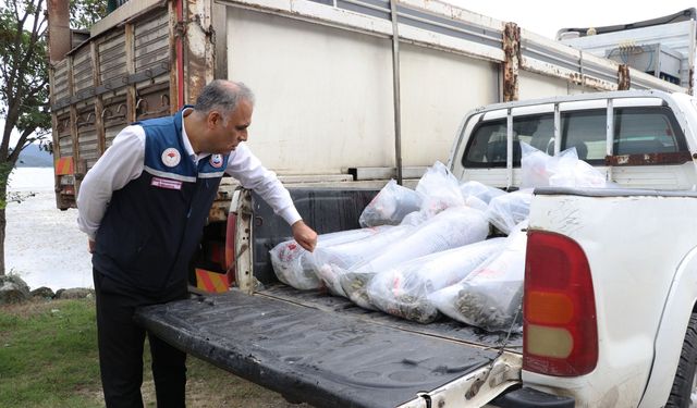 Samsun'da iç sulara 2 milyon 412 bin yavru sazan bırakılacak