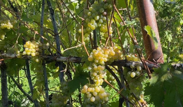 Aromasıyla meşhur 'Peterek' üzümünde hasat zamanı
