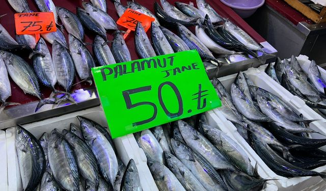 İnebolu'da palamudun tanesi 40 liraya kadar düştü