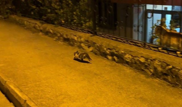 Otomobilin motor kısmına sıkışan yavru kedi kurtarıldı