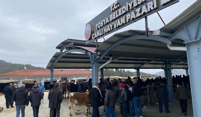 Tosya'da Hayvan Pazarı Şap nedeniyle kapatıldı