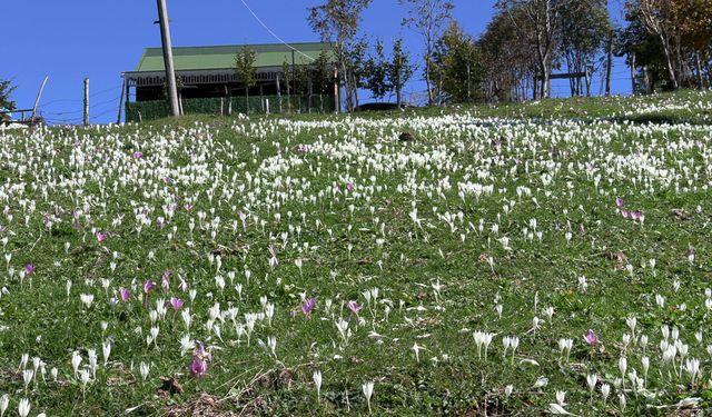 Trabzon'da, yaylacıların renkli dönüş yolculuğu / Ek fotoğraflar