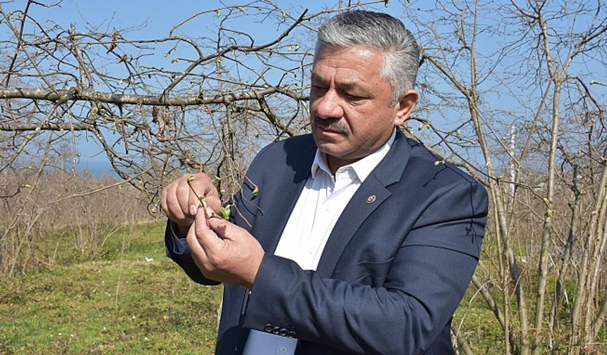 ORDU Karadeniz’de fındık yalancı bahara aldandı